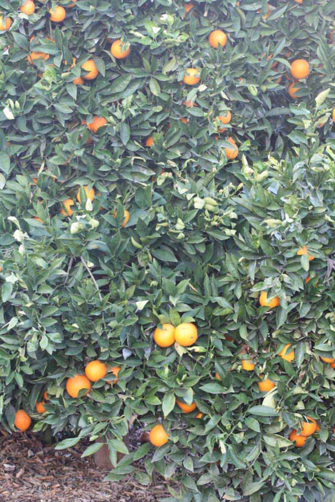              Habit (Riverside, CA)       